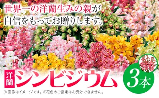 洋蘭 シンビジウム 3本 《2026年12月上旬‐2027年3月上旬頃出荷》株式会社 河野メリクロン あんみつ館 蘭 ラン 洋ラン シンビジューム 世界一 花 鉢 記念日 送料無料 徳島県 美馬市 【配送不可地域あり】(北海道) st-p---tsm_anmt5_ad123_26_33500_3hn---