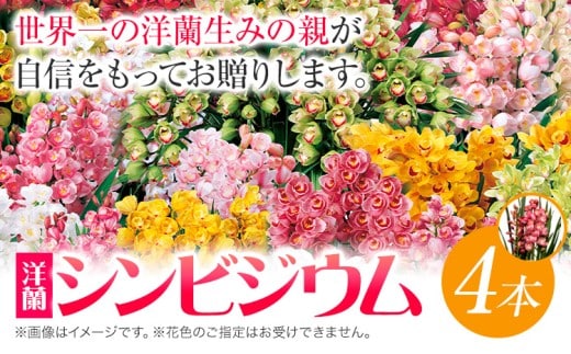 洋蘭 シンビジウム 4本 《2026年12月上旬‐2027年3月上旬頃出荷》株式会社 河野メリクロン あんみつ館 蘭 ラン 洋ラン シンビジューム 世界一 花 鉢 記念日 送料無料 徳島県 美馬市 【配送不可地域あり】(北海道) st-p---tsm_anmt4_ad123_26_44500_4hn---