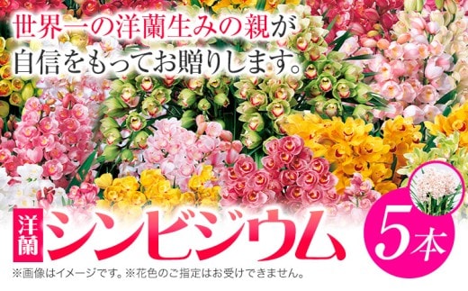 洋蘭 シンビジウム 5本 《2026年12月上旬‐2027年3月上旬頃出荷》株式会社 河野メリクロン あんみつ館 蘭 ラン 洋ラン シンビジューム 世界一 花 鉢 記念日 送料無料 徳島県 美馬市 【配送不可地域あり】(北海道) st-p---tsm_anmt6_ad123_26_56000_5hn---