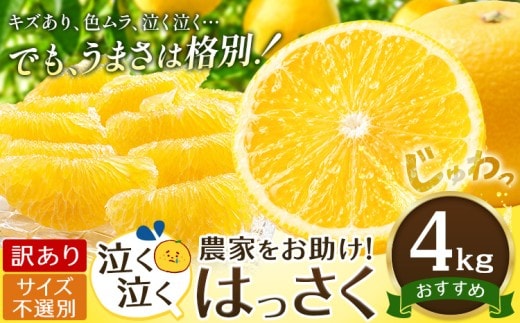 八朔 はっさく 訳あり サイズ不選別 4kg 《2027年2月上旬-2月下旬頃出荷》八朔 柑橘 果物 フルーツ 柑橘類 規格外 傷あり 送料無料 徳島県 美馬市---tfn_lcl58_ab2_26_5000_4kg---