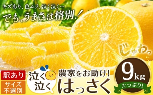 八朔 はっさく 訳あり サイズ不選別 9kg 《2027年2月上旬-2月下旬頃出荷》八朔 柑橘 果物 フルーツ 柑橘類 規格外 傷あり 送料無料 徳島県 美馬市---tfn_lcl59_ab2_26_8500_9kg---