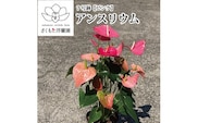 【ピンク】アンスリウム 7号鉢