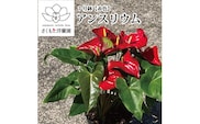 【赤】アンスリウム 7号鉢