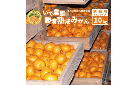 井出農園 家庭用 熟成みかん S-LLサイズ 10kg
