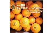 井出農園 訳あり 阿波不知火 サイズ混合 4.5kg