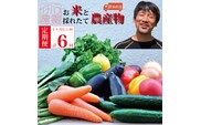 【定期便6回/2か月毎】市原農園 お米と農産物