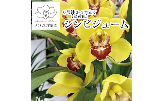 【黄色】シンビジューム 6号鉢 3～4本立て