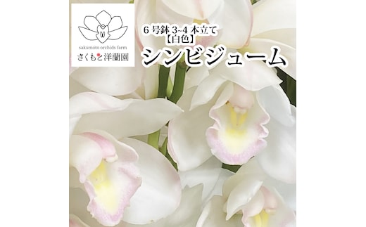 【白】シンビジューム 6号鉢 3～4本立て