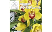 【黄色】シンビジューム 6号鉢 3～4本立て