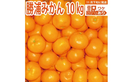谷内青果 早生みかん 訳あり 10kg