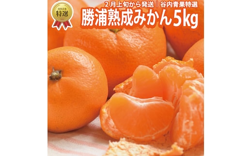 谷内青果 特選 熟成みかん S-Lサイズ 5kg