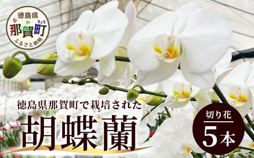 胡蝶蘭 5本(切り花 1本あたり5～7輪)［徳島県産 徳島県 那賀町 花 はな フラワー 胡蝶蘭 大輪 お祝い 祝い お祝い花 誕生日 結婚記念日 母の日 開店 開院 開局 合格 就任 周年 進発 栄転 昇格 還暦 喜寿 新築 仏花 お供え花 お悔み花 プレゼント 贈物 5本］【KN-1】