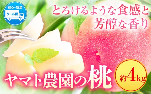 【先行予約】 桃 4kg ヤマト農園 《6月下旬‐7月下旬出荷》| 桃 もも モモ 果物 フルーツ 季節のフルーツ はなよめ 日川白鳳 あかつき グレートジャンボあかつき 清水白鳳 山根 徳島県 上板町 【配送不可地域あり】---tsk_cymt3_p67_24_28000_4000g---