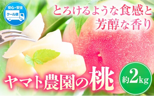 【先行予約】 桃 2kg ヤマト農園 《6月下旬‐7月下旬出荷》| 桃 もも モモ 果物 フルーツ 季節のフルーツ はなよめ 日川白鳳 あかつき グレートジャンボあかつき 清水白鳳 山根 徳島県 上板町 【配送不可地域あり】---tsk_cymt4_p67_24_17500_2000g---