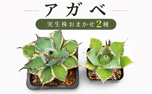 アガベ 2種 植物 インテリア ガーデニング 実生株 ハイブリッド 交配種 人気 インテリアグリーン 多肉植物 観葉植物 グリーン リラックス ドライガーデン 室内植物 香川県 丸亀市