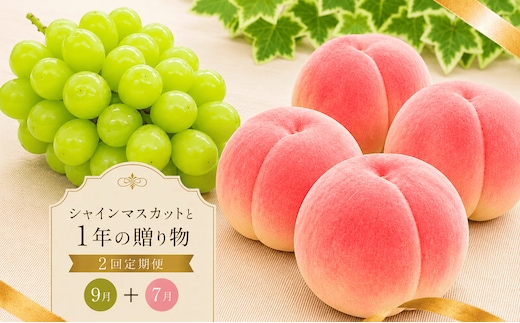 定期便 2回 シャインマスカット 桃 もも 丸亀の桃 飯山の桃 peach ぶどう 果物 フルーツ 旬 旬のフルーツ 贈答用 ギフト プレゼント 香川県 丸亀市