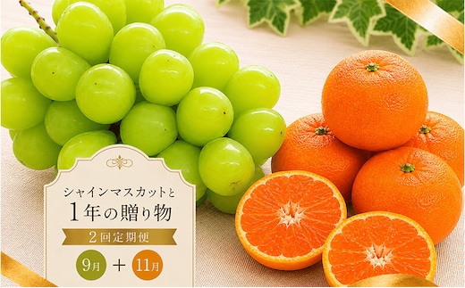 定期便 2回 シャインマスカット みかん 小原紅早生 紅みかん 柑橘 ぶどう 果物 フルーツ 旬 旬のフルーツ 贈答用 ギフト プレゼント 香川県 丸亀市