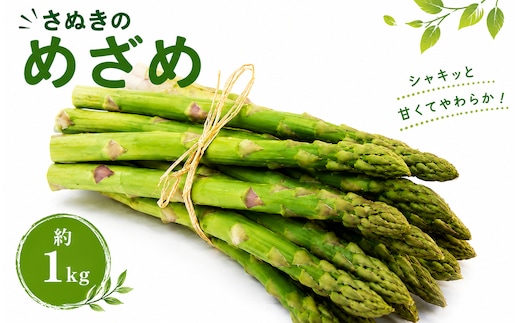 アスパラガス 香川県オリジナル品種 さぬきのめざめ 約1kg 国産 アスパラ 新鮮 野菜 やわらかい シャキシャキ 朝採れ 旬 厳選 人気 家庭用 高品質 香川県 丸亀市