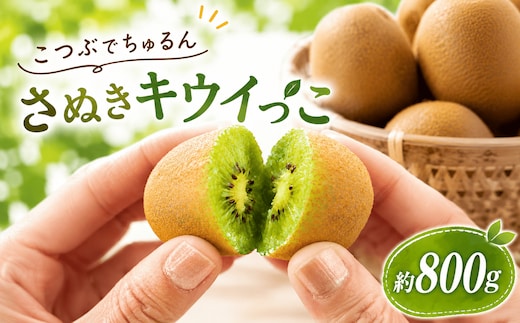 キウイ 11月から発送 キウイ さぬきキウイっこ 約800g 国産 キウイ 小玉キウイ 完熟 旬 新鮮 厳選 フルーツ 人気 家庭用 高品質 香川県 丸亀市 早期予約