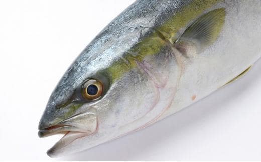 オリーブはまち 味噌漬け8切れ