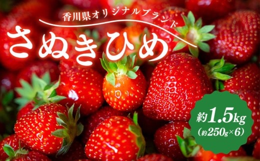 先行予約 いちご さぬきひめ 約1.5kg (250g×6) 果物 フルーツ 苺 デザート スイーツ ケーキ ジュース ゼリー アイス シャーベット ジェラート フルーツ大福 ドライフルーツ クレープ ギフト 家庭用 旬の果物 旬 ビタミンC 美容 健康 お取り寄せ グルメ 人気 おすすめ 香川県 丸亀市
