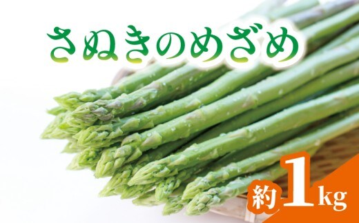 予約 アスパラガス さぬきのめざめ 約1kg アスパラ グリーンアスパラ 野菜 やさい 旬 旬の野菜 季節の野菜 産地直送 冷蔵 冷蔵配送 食物繊維 ビタミンC 柔らかい 甘い 料理 おかず アスパラベーコン巻き 炒め フライ ポタージュ 香川県 丸亀市 配送：3月上旬～