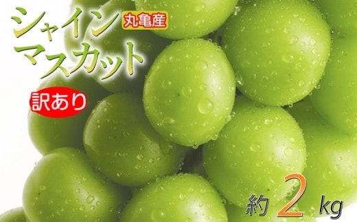 【先行予約】 訳あり シャインマスカット 約2kg 2-6房 種なし 皮ごと 冷蔵 配送 マスカット ぶどう 葡萄 ブドウ フルーツ 果物 くだもの 瀬戸内 果汁 フルーツ 高級 デザート 果実 青果 甘い ビタミンC 食物繊維 ブドウ糖 美肌 季節 国産 ふるさと納税マスカット ふるさと納税ぶどう 香川県 丸亀市