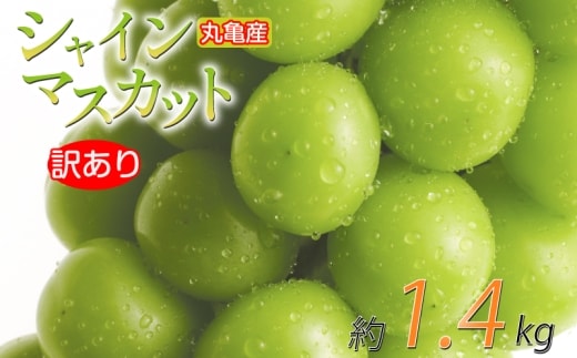 【先行予約】 訳あり シャインマスカット 約1.4kg 2-4房 種なし 皮ごと 冷蔵 配送 マスカット ぶどう 葡萄 ブドウ フルーツ 果物 くだもの 瀬戸内 果汁 フルーツ 高級 デザート 果実 青果 甘い ビタミンC 食物繊維 ブドウ糖 美肌 季節 国産 ふるさと納税マスカット ふるさと納税ぶどう 香川県 丸亀市