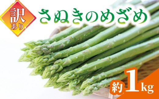 【訳あり】 予約 アスパラガス さぬきのめざめ 1kg グリーン アスパラガス アスパラ あすぱら あすぱらがす 採れたて 新鮮 旬 産地直送 野菜 香川県 丸亀市 配送：３月中旬～10月中旬