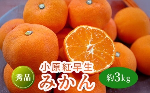11月下旬～ 先行予約 小原紅早生みかん 約3kg 果物 フルーツ みかん 蜜柑 紅みかん 柑橘 温州みかん デザート スイーツ ケーキ ジュース ゼリー アイス シャーベット ジェラート フルーツ大福 ギフト 家庭用 香川県 丸亀市