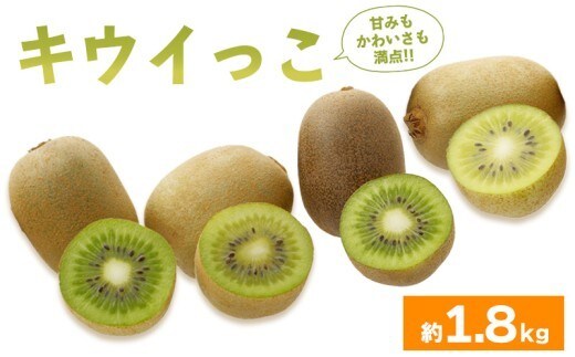 先行予約 キウイフルーツ キウイっこ 約1.8kg 果物 フルーツ キウイ グリーンキウイ デザート スイーツ ケーキ ジュース ゼリー アイス シャーベット ジェラート フルーツ大福 ドライフルーツ ギフト 家庭用 旬の果物 旬 ビタミンC 美容 健康 お取り寄せ グルメ 人気 おすすめ 香川県 丸亀市