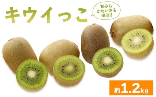 先行予約 キウイフルーツ キウイっこ 約1.2kg 果物 フルーツ キウイ グリーンキウイ デザート スイーツ ケーキ ジュース ゼリー アイス シャーベット ジェラート フルーツ大福 ドライフルーツ ギフト 家庭用 旬の果物 旬 ビタミンC 美容 健康 お取り寄せ グルメ 人気 おすすめ 香川県 丸亀市