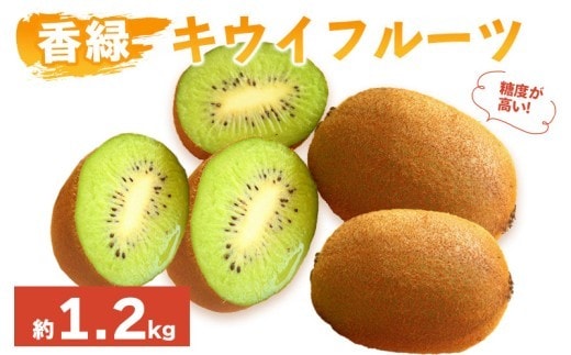 先行予約 キウイフルーツ 香緑 約1.2kg 果物 フルーツ キウイ グリーンキウイ こうりょく デザート スイーツ ケーキ ジュース ゼリー アイス シャーベット ジェラート フルーツ大福 ドライフルーツ ギフト 家庭用 旬の果物 旬 ビタミンC 美容 健康 お取り寄せ グルメ 人気 おすすめ 香川県 丸亀市