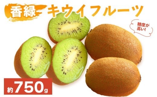 先行予約 キウイフルーツ 香緑 約750g 果物 フルーツ キウイ グリーンキウイ こうりょく デザート スイーツ ケーキ ジュース ゼリー アイス シャーベット ジェラート フルーツ大福 ドライフルーツ ギフト 家庭用 旬の果物 旬 ビタミンC 美容 健康 お取り寄せ グルメ 人気 おすすめ 香川県 丸亀市