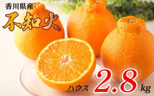 不知火 選べる 約2.8kg ハウス 常温 先行予約 フルーツ 果物 柑橘 しらぬい みかん ふるさと納税みかん 香川県 丸亀市