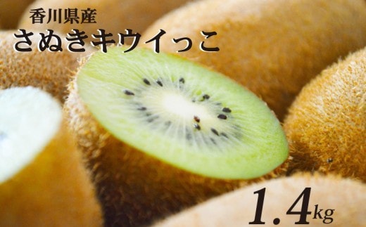 一口サイズ！ さぬきキウイっこ 約1.4kg 香川県産 キウイっこ キウイ キウイフルーツ 果物 ふるさと納税キウイ 香川県 丸亀市