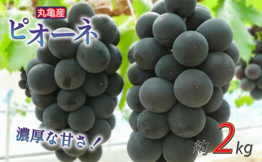 【先行予約】 凝縮された濃厚な甘み！ ピオーネ 約2kg 3-6房入 種なし 冷蔵 配送 ぶどう 葡萄 ブドウ フルーツ 果物 くだもの デザート 果実 美味しい 人気果物 人気フルーツ 旬のフルーツ 旬の果物 ふるさと納税ぶどう ふるさと納税ピオーネ 香川県 丸亀市