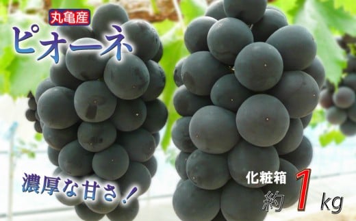 【先行予約】【化粧箱】凝縮された濃厚な甘み！ ピオーネ 約1kg 2-3房入 種なし 冷蔵 配送 ぶどう 葡萄 ブドウ フルーツ 果物 くだもの デザート 果実 美味しい 人気果物 人気フルーツ 旬のフルーツ 旬の果物 ふるさと納税ぶどう ふるさと納税ピオーネ 香川県 丸亀市
