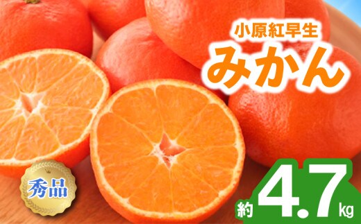 先行予約 みかん 蜜柑 約4.7kg 小原紅早生 小原紅早生みかん 柑橘 オレンジ 果物 フルーツ 果実 旬 家庭用 11月下旬～12月下旬 配送 選べる 容量 香川県 丸亀市