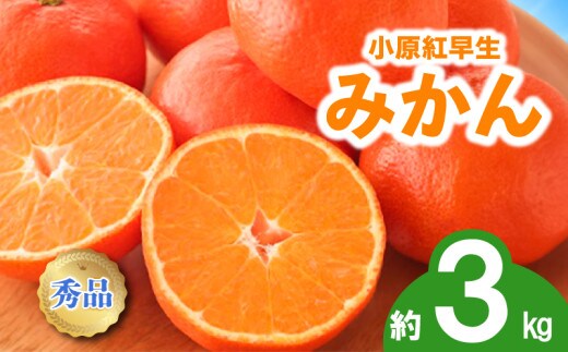 先行予約 みかん 蜜柑 約3kg 小原紅早生 小原紅早生みかん 柑橘 オレンジ 果物 フルーツ 果実 旬 家庭用 11月下旬～12月下旬 配送 選べる 容量 香川県 丸亀市