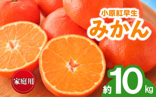先行予約 みかん 蜜柑 約10kg 小原紅早生 小原紅早生みかん 柑橘 オレンジ 果物 フルーツ 果実 旬 家庭用 11月下旬～12月下旬 配送 香川県 丸亀市