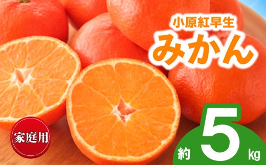 先行予約 みかん 蜜柑 約5kg 小原紅早生 小原紅早生みかん 柑橘 オレンジ 果物 フルーツ 果実 旬 家庭用 11月下旬～12月下旬 配送 香川県 丸亀市
