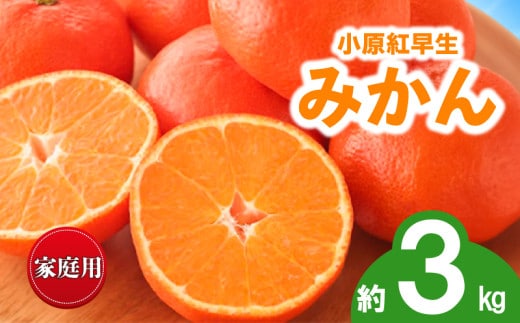 先行予約 みかん 蜜柑 約3kg 小原紅早生 小原紅早生みかん 柑橘 オレンジ 果物 フルーツ 果実 旬 家庭用 11月下旬～12月下旬 配送 香川県 丸亀市