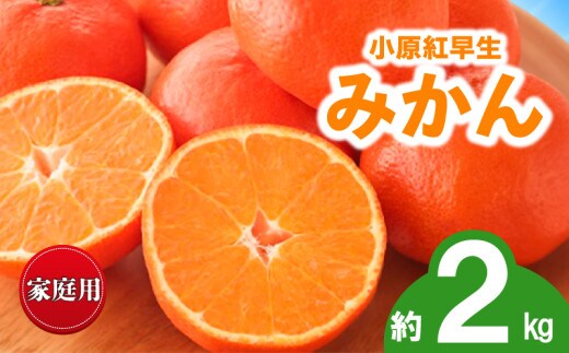 先行予約 みかん 蜜柑 約2kg 小原紅早生 小原紅早生みかん 柑橘 オレンジ 果物 フルーツ 果実 旬 家庭用 11月下旬～12月下旬 配送 香川県 丸亀市