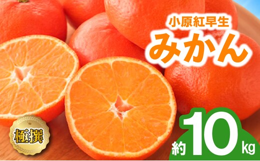 先行予約 みかん 蜜柑 約10kg 小原紅早生 小原紅早生みかん さぬき紅 金時紅 柑橘 オレンジ 果物 フルーツ 果実 旬 贈答用 プレゼント ギフト 11月下旬～12月下旬 配送 香川県 丸亀市