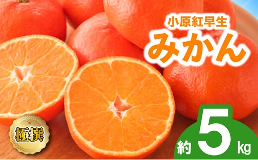 先行予約 みかん 蜜柑 約5kg 小原紅早生 小原紅早生みかん さぬき紅 金時紅 柑橘 オレンジ 果物 フルーツ 果実 旬 贈答用 プレゼント ギフト 11月下旬～12月下旬 配送 香川県 丸亀市
