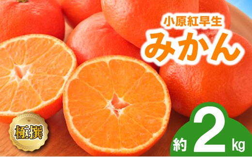 先行予約 みかん 蜜柑 約2kg 小原紅早生 小原紅早生みかん さぬき紅 金時紅 柑橘 オレンジ 果物 フルーツ 果実 旬 贈答用 プレゼント ギフト 11月下旬～12月下旬 配送 香川県 丸亀市