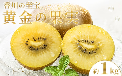 【先行予約】 さぬきゴールドキウイ 選べる 約1kg 先行予約 キウイ 果物 フルーツ ゴールド 香川県 丸亀市