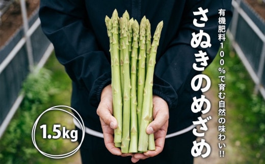 【2026年先行予約】グリーンアスパラガス さぬきのめざめ 1.5kg 朝採れ 鮮度バツグン 有機肥料 早朝収穫 人気 シャキシャキ 食感 新鮮 瑞々しい 甘い 歯ごたえ ロングサイズ アスパラガス 農場 収穫 特別品質 高品質 希少品質 美しい フレッシュ 品種改良 減農薬 野菜 旬 丸亀市 藤井農園