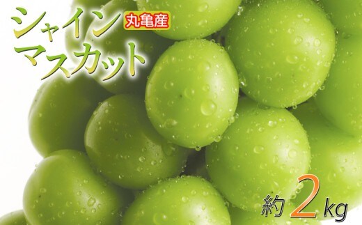 【先行予約】 パリッと甘い！ シャインマスカット 約2kg 2-5房 冷蔵 マスカット ぶどう 葡萄 ブドウ フルーツ 果物 くだもの デザート 果実 美味しい 人気果物 人気フルーツ 旬のフルーツ 旬の果物 瀬戸内 果汁 フルーツ デザート 果実 青果 甘い 季節 国産 ふるさと納税マスカット ふるさと納税ぶどう 香川県 丸亀市